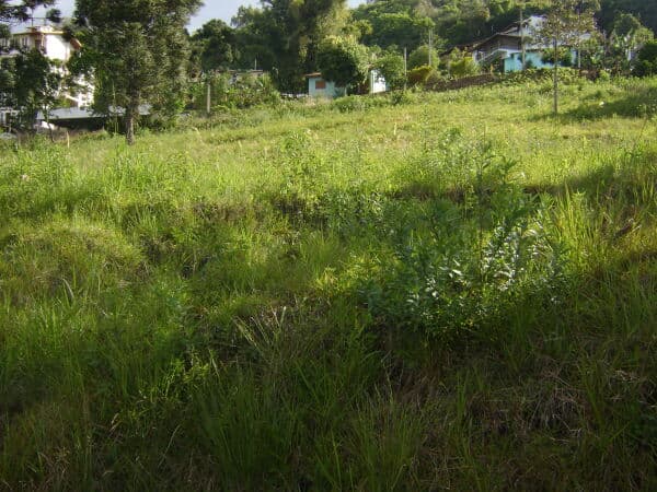 Lote/Terreno em Encantado - Santo Antão