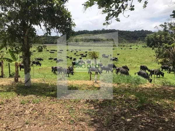 Fazenda Mista Iguape - SP