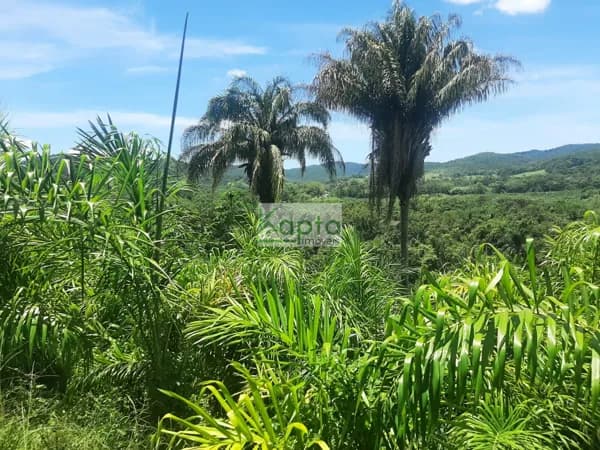 Fazenda Jacupiranga/SP
