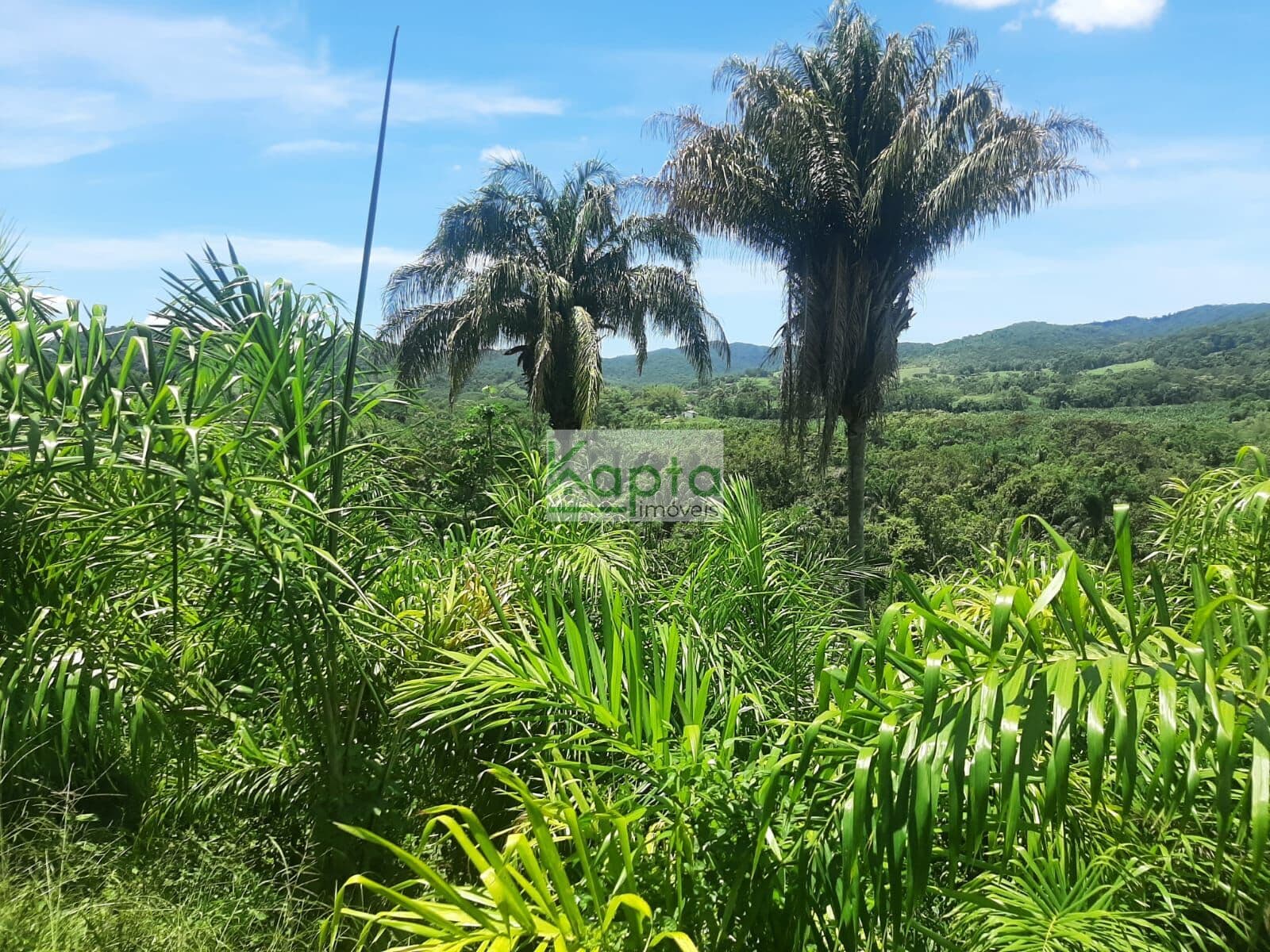Fazenda Jacupiranga/SP
