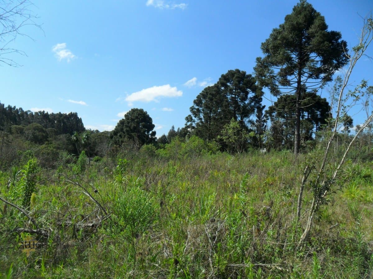 Terreno Lote para Venda em Centro Mandirituba-PR