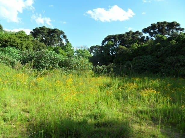 Terreno para Venda em Centro Araucária-PR