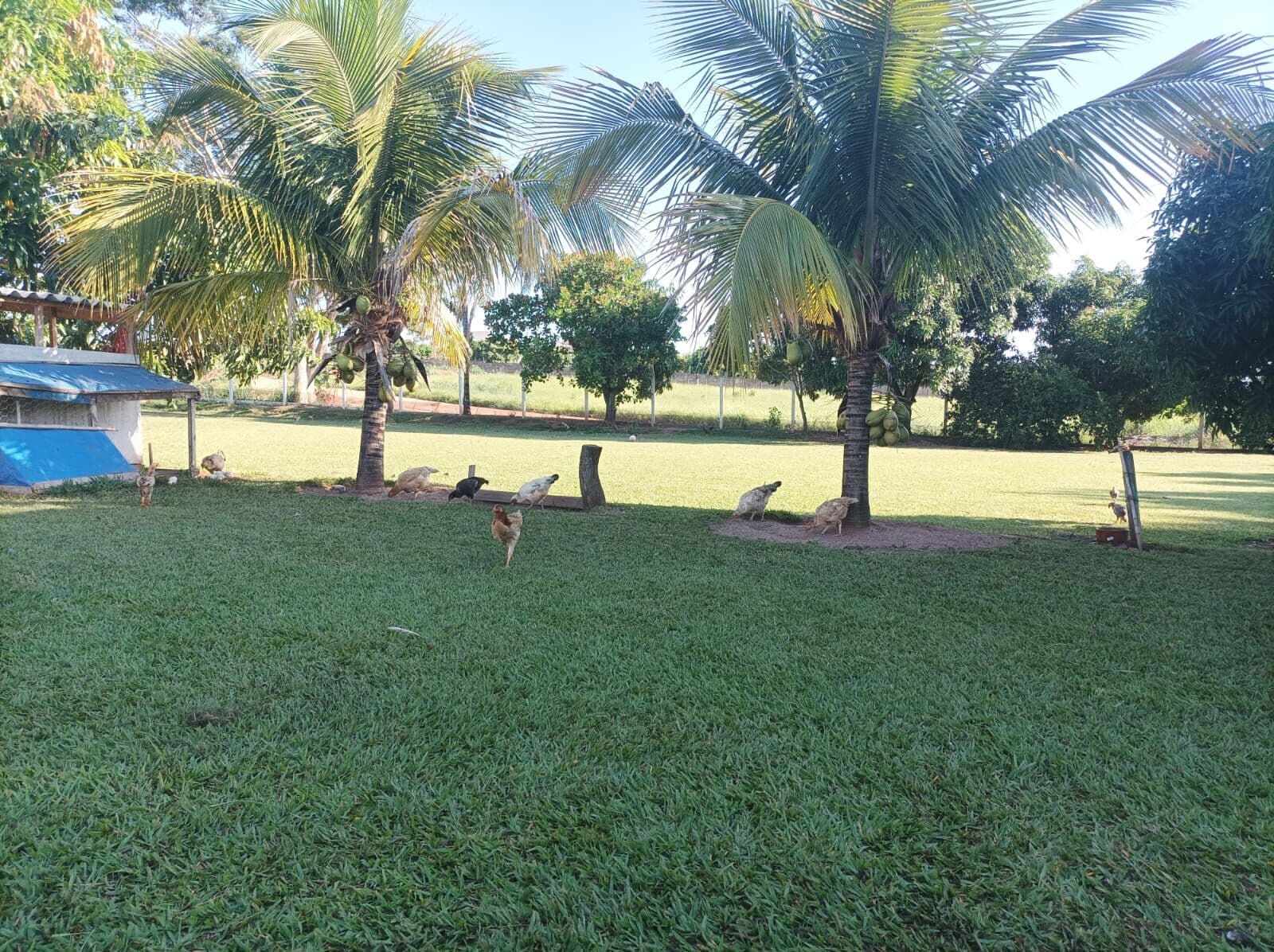 Chácara entre MIRASSOL/JACI - 3.400 m² - IMPERDIVEL