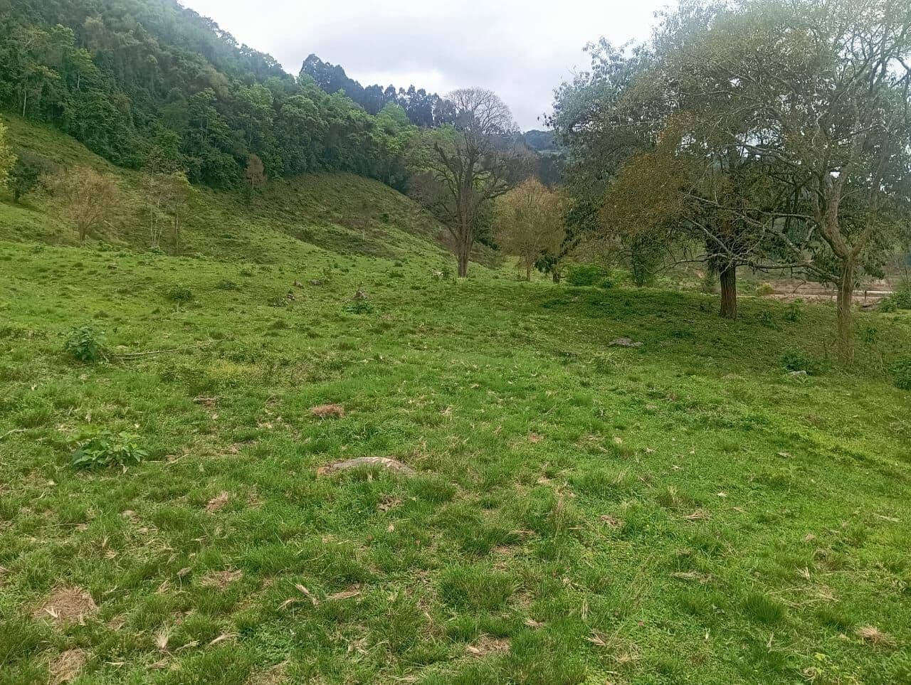 Fazenda/Sítios/Chácaras em Alfredo Wagner - Centro