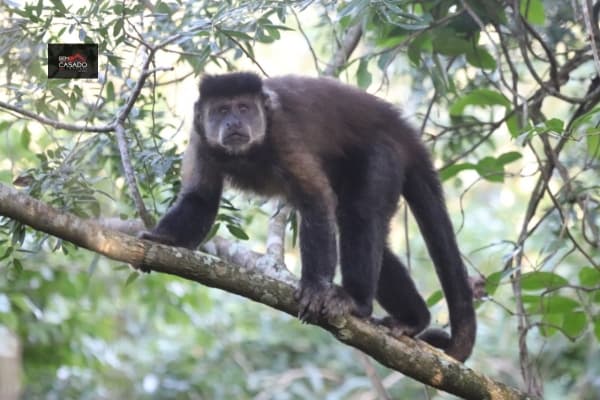 Sítio para Venda em São João do Rio Vermelho Florianópolis-SC