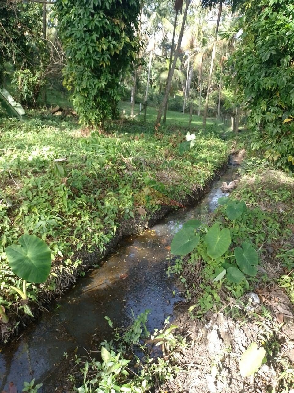 REF. 294 Á venda terreno no bairro Ratones, Florianópolis/SC