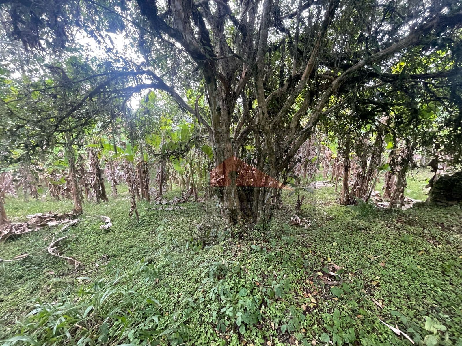 REF. 388 Terreno à venda no bairro Ratones, Florianópolis
