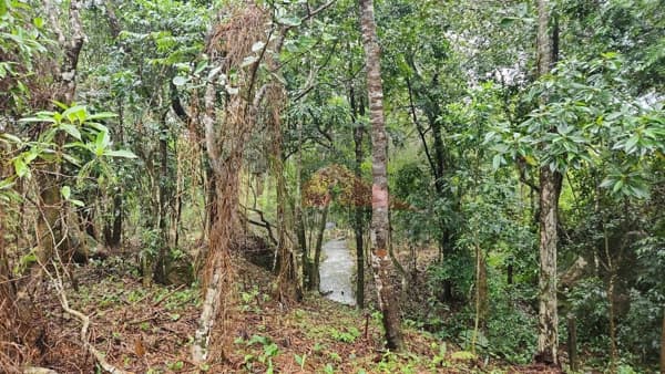 Amplo terreno à venda no bairro Ratones, Florianópolis/SC
