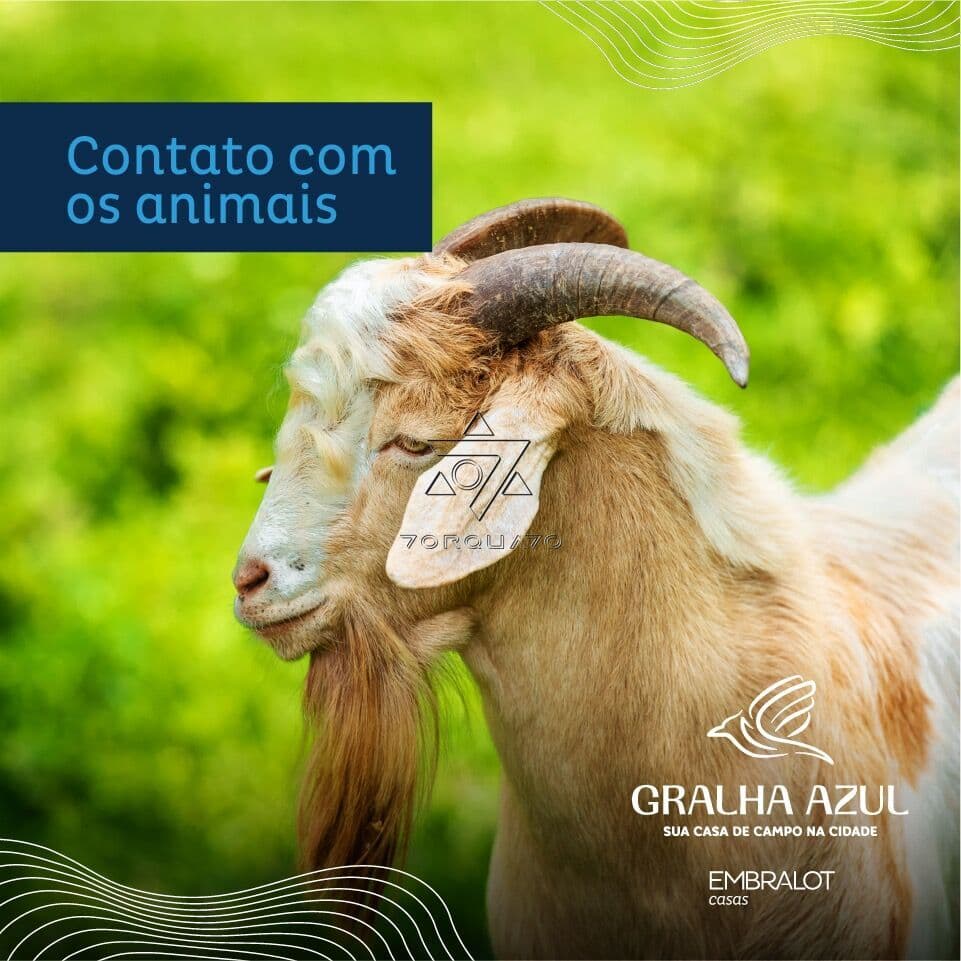 Gralha Azul