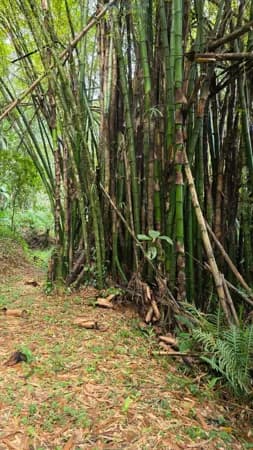 Terreno para chácara com ótima vista para as montanhas agua de nascente e ar puro