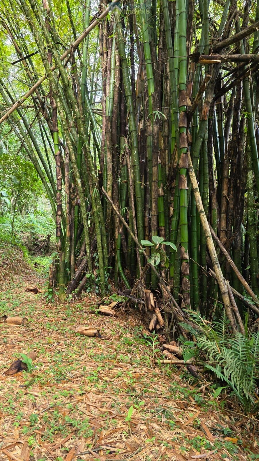 Terreno para chácara com ótima vista para as montanhas agua de nascente e ar puro