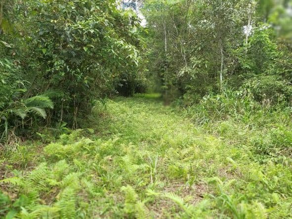 Lote/Terreno em Morretes - Barreiros