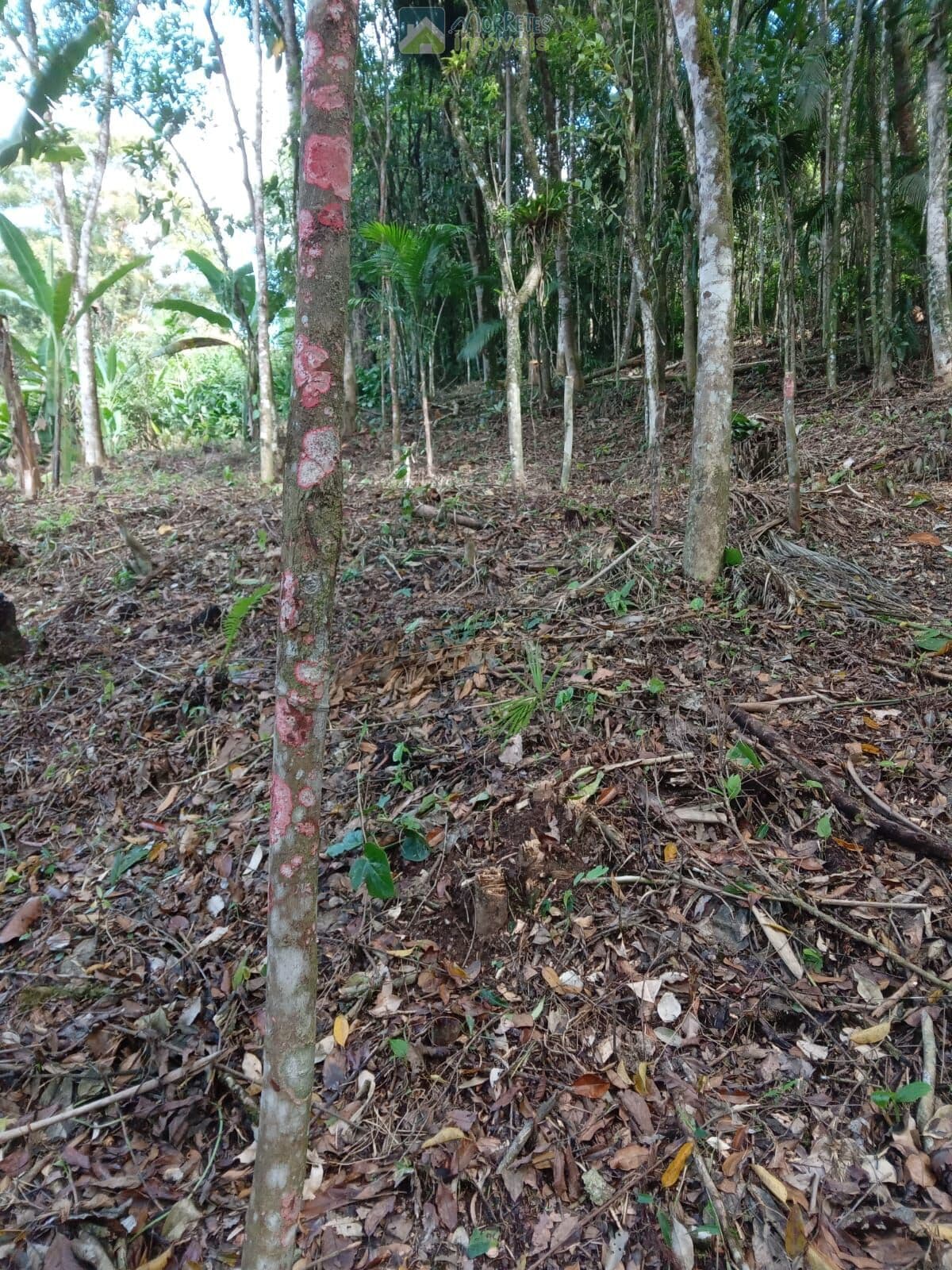 Chácara / Terreno