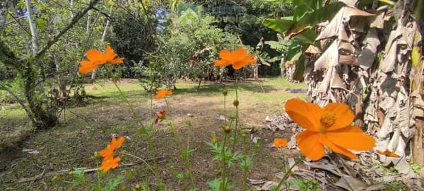 Lote/Terreno em Morretes - Vila das Palmeiras