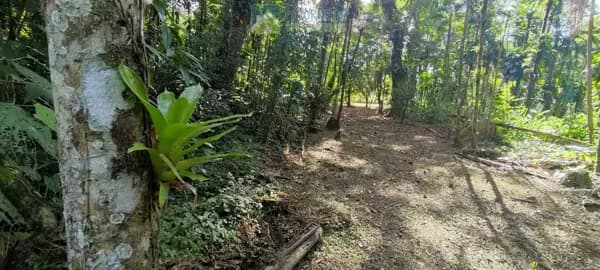 Lote/Terreno em Morretes - Vila das Palmeiras