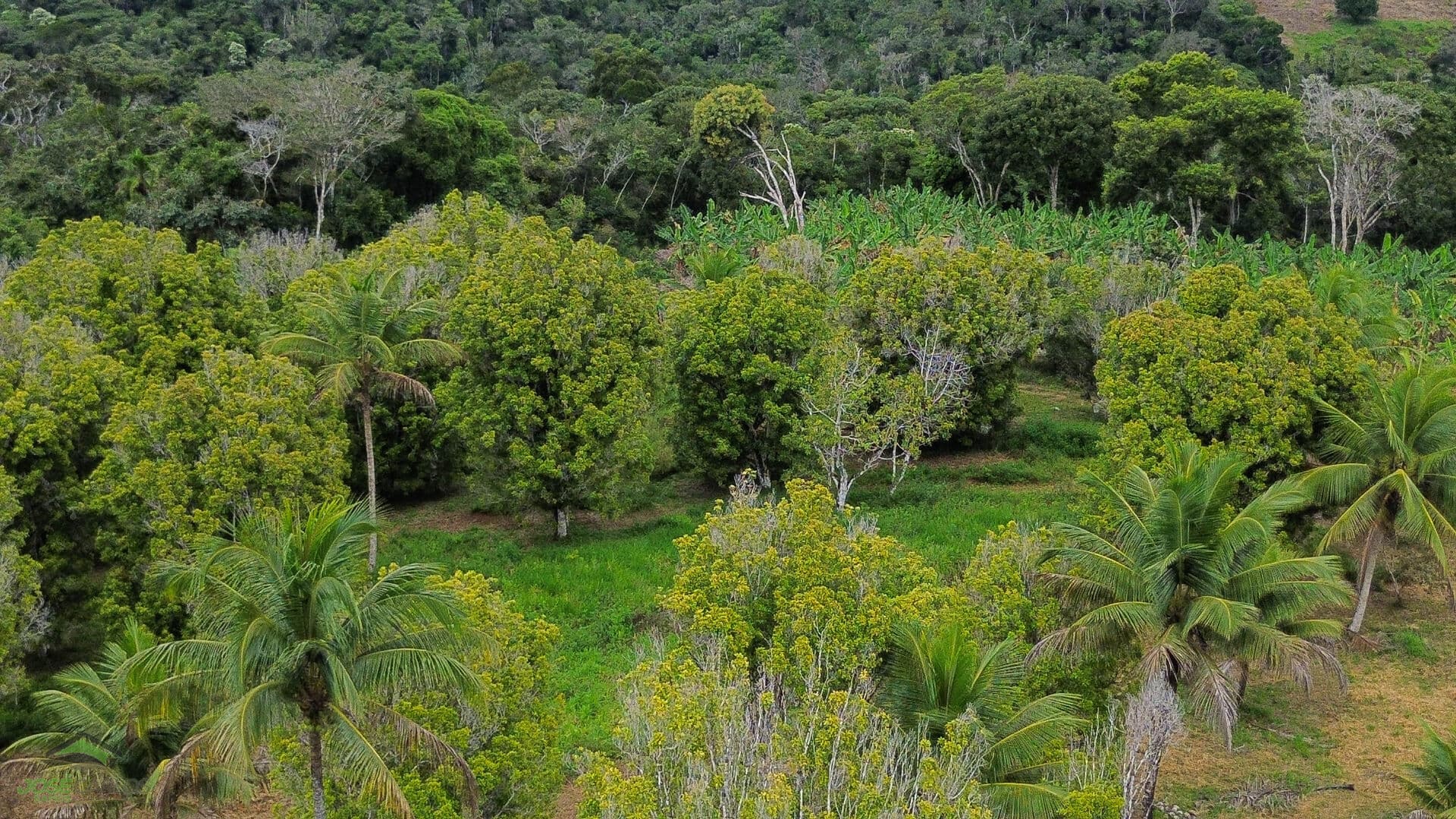 Fazenda em Jequiriçá, Valença/BA
