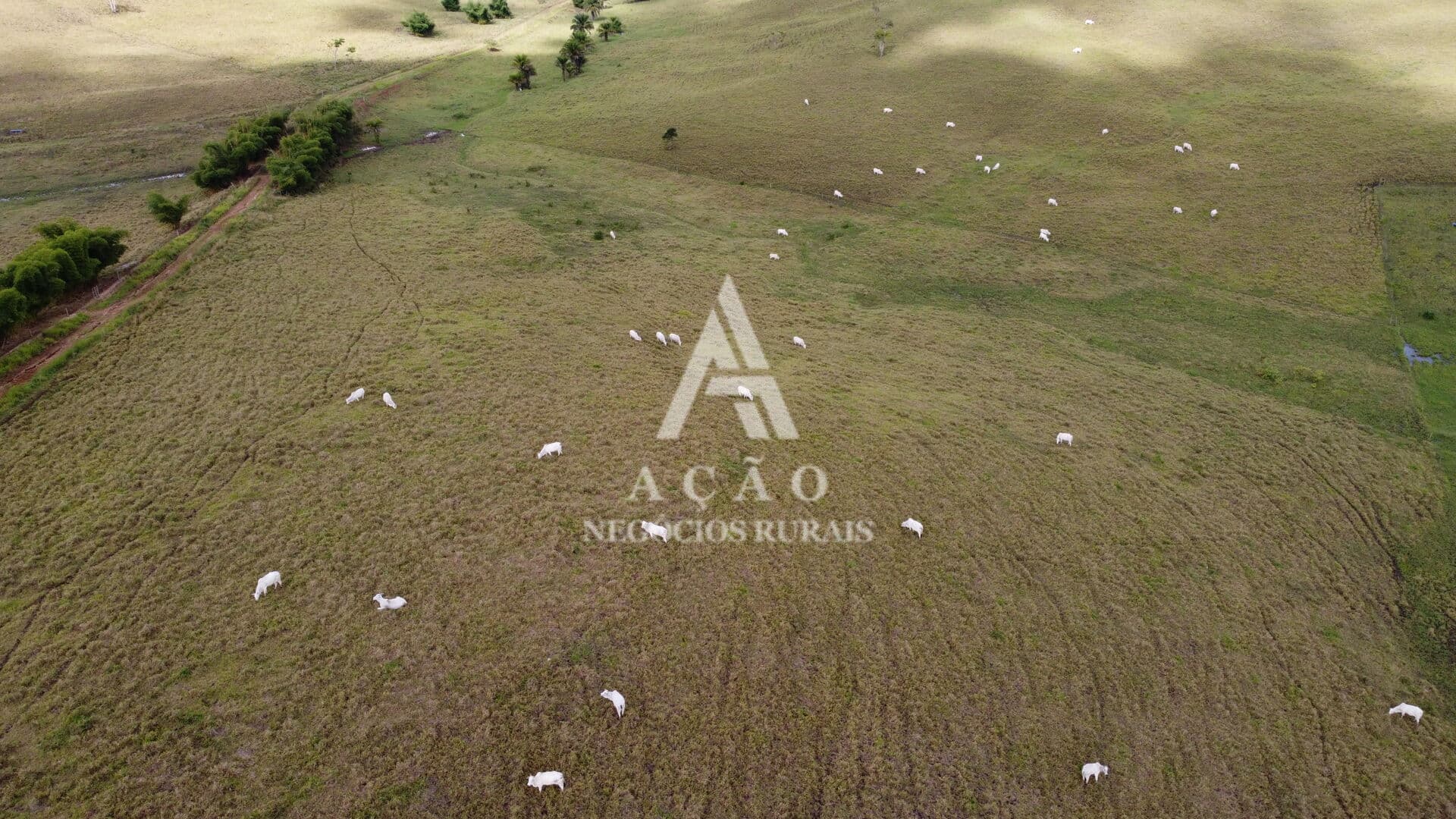 Fazenda Pecuária Reconcavo da bahia
