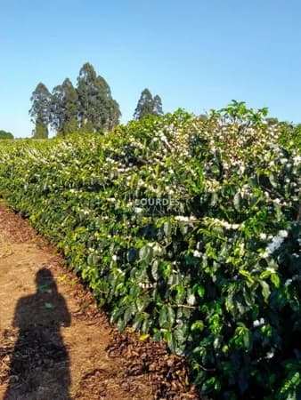 Premiada Fazenda de Café Arábica e Produzindo -Alpinópolis/M.G.