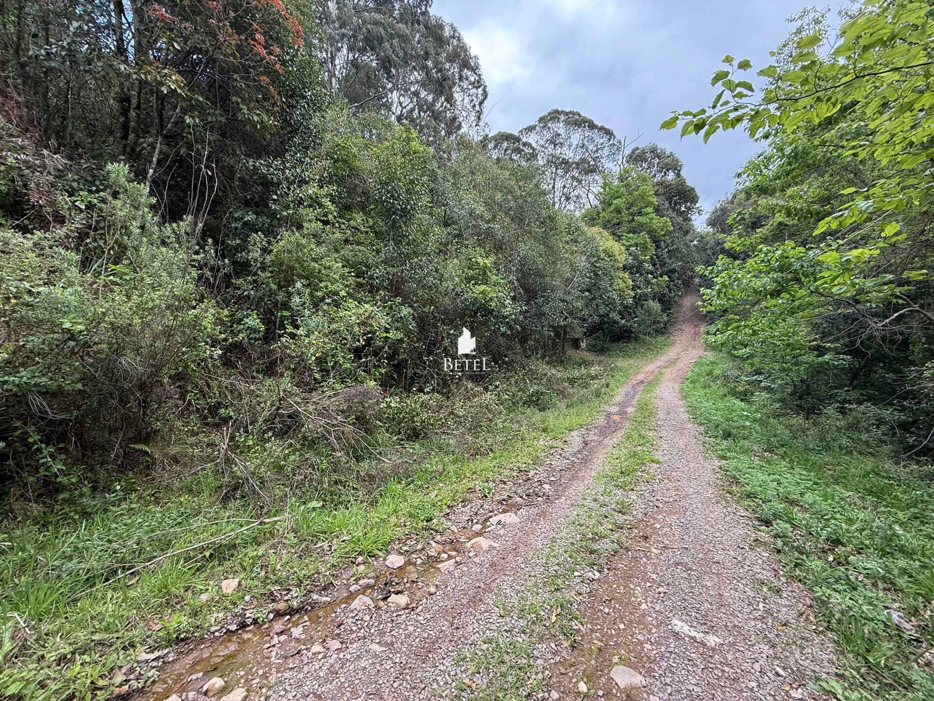 Fazenda/Sítios/Chácaras em Caxias do Sul - Ana Rech