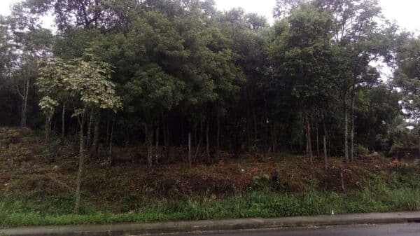 Lote/Terreno em Caxias do Sul - Desvio Rizzo