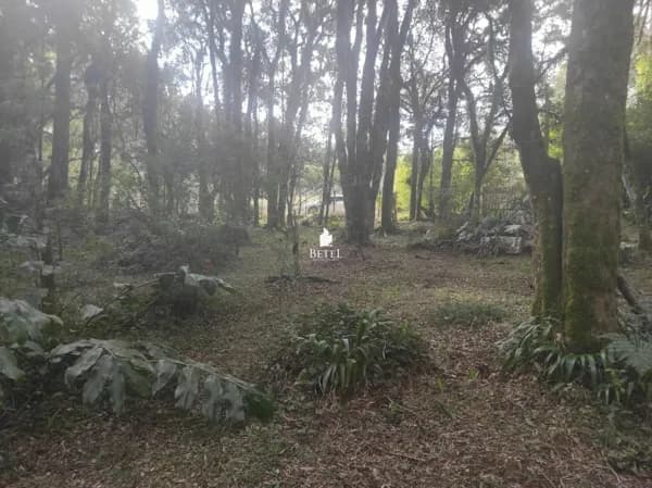 Lote/Terreno em Caxias do Sul - Ana Rech