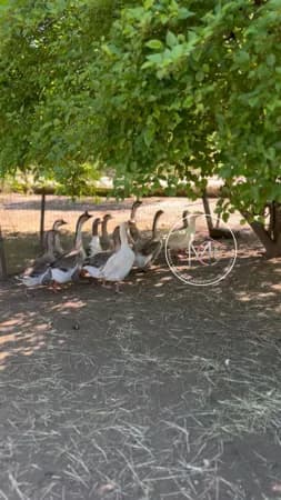 Fazenda/Sítios/Chácaras em Sapiranga - Centenário