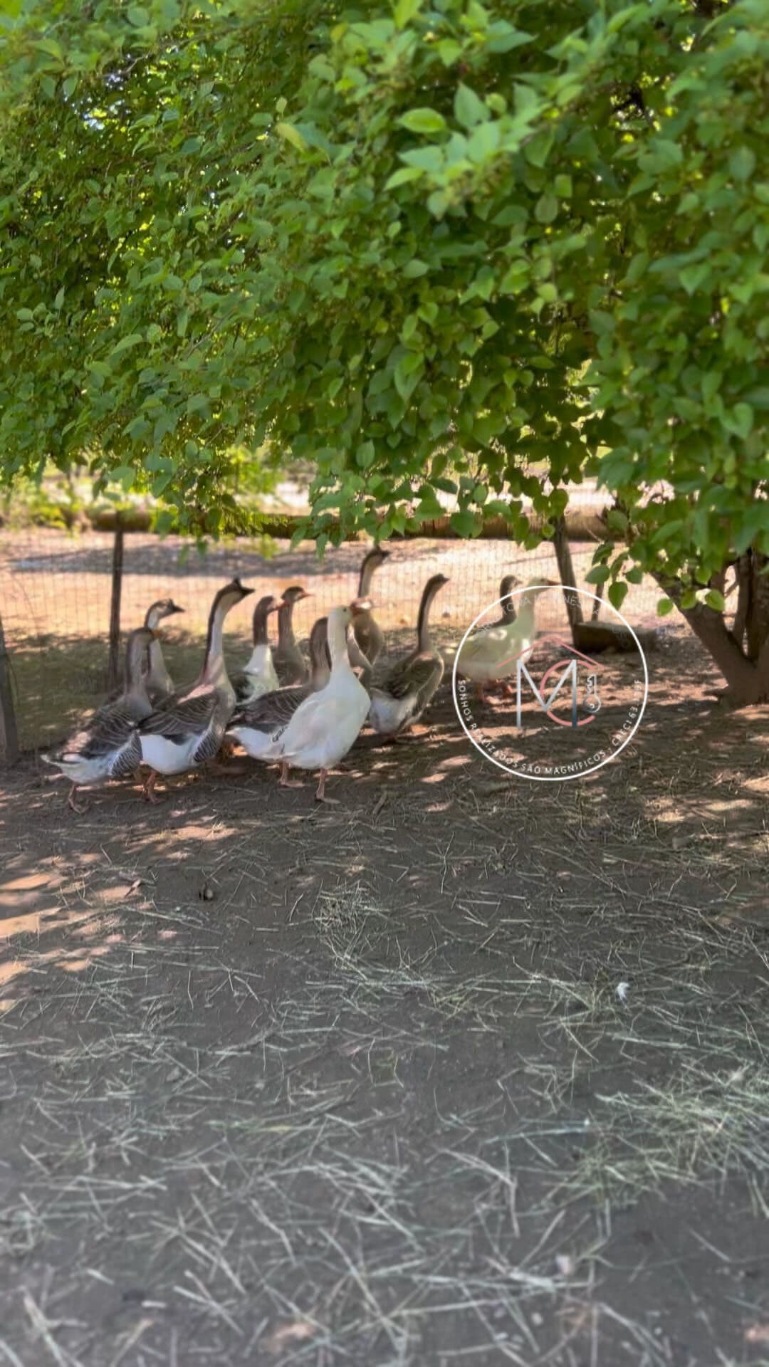 Fazenda/Sítios/Chácaras em Sapiranga - Centenário