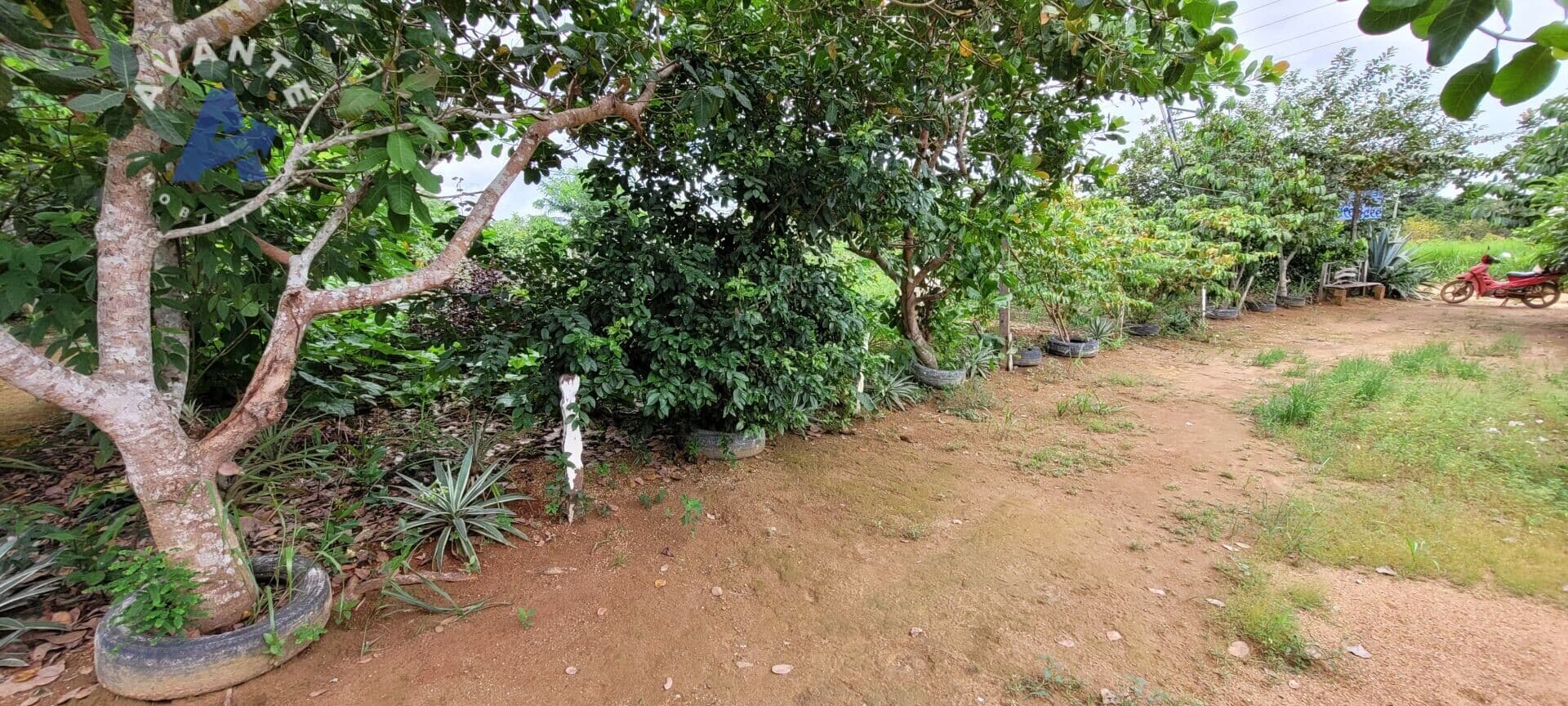 Chácara já produzindo na estrada do Areia Branca