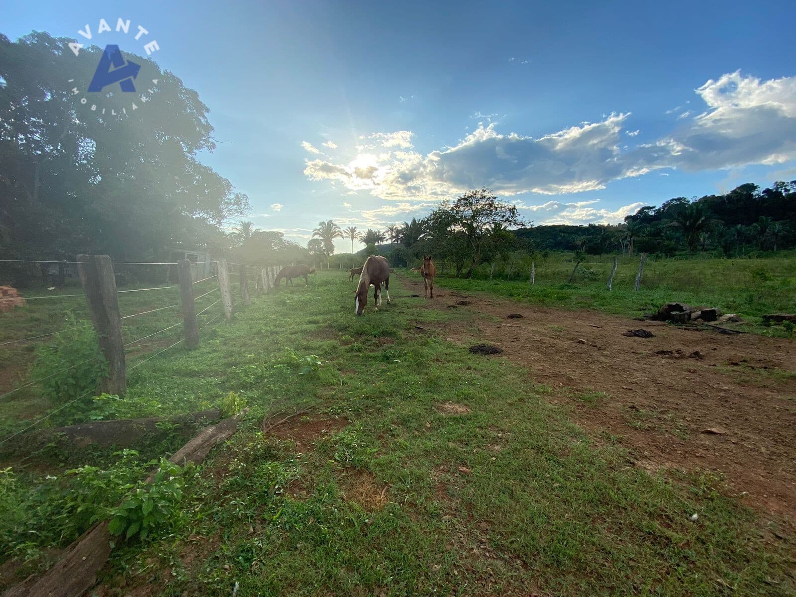 Fazenda próximo a Jaci com 30ha de pasto formado