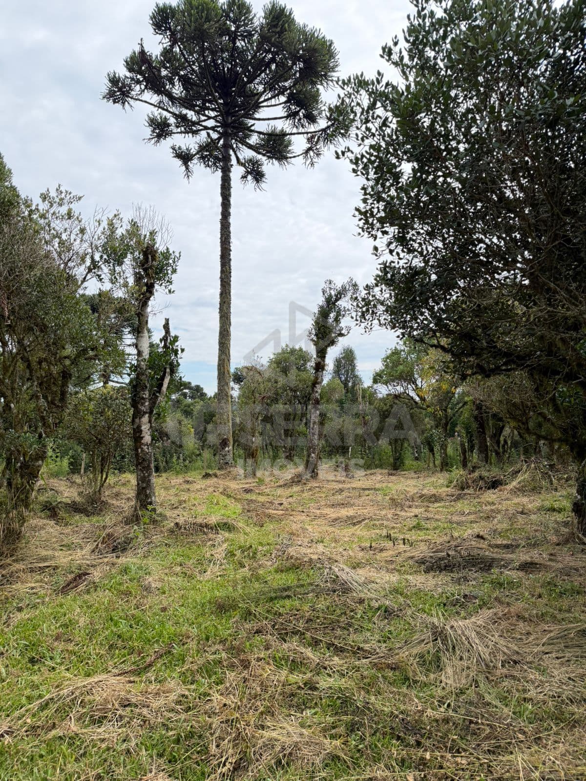 Fazenda/Sítios/Chácaras em Urubici - Centro
