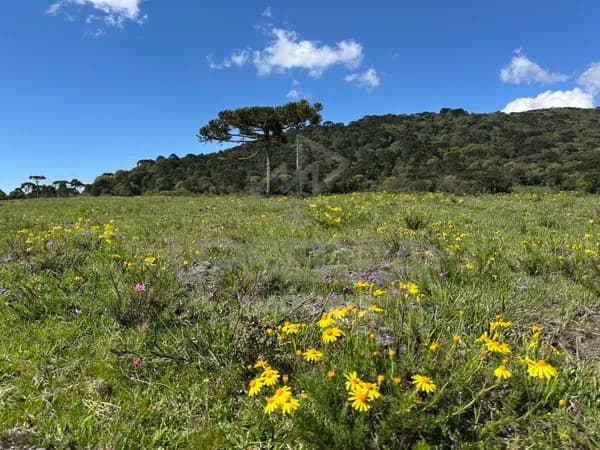 Fazenda/Sítios/Chácaras em Urubici - Jararaca