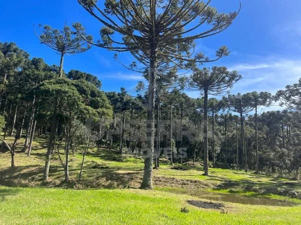 Fazenda/Sítios/Chácaras em Urubici - Centro