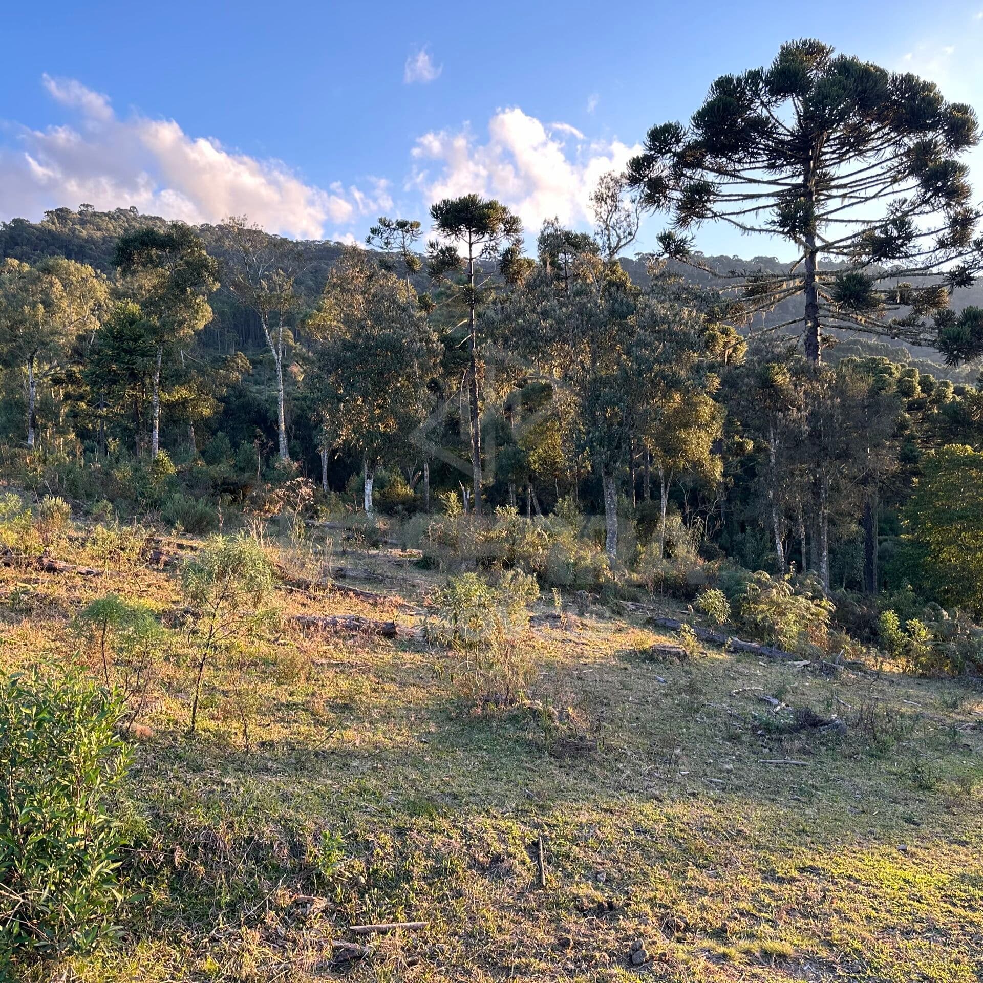 Fazenda/Sítios/Chácaras em Urubici - Centro