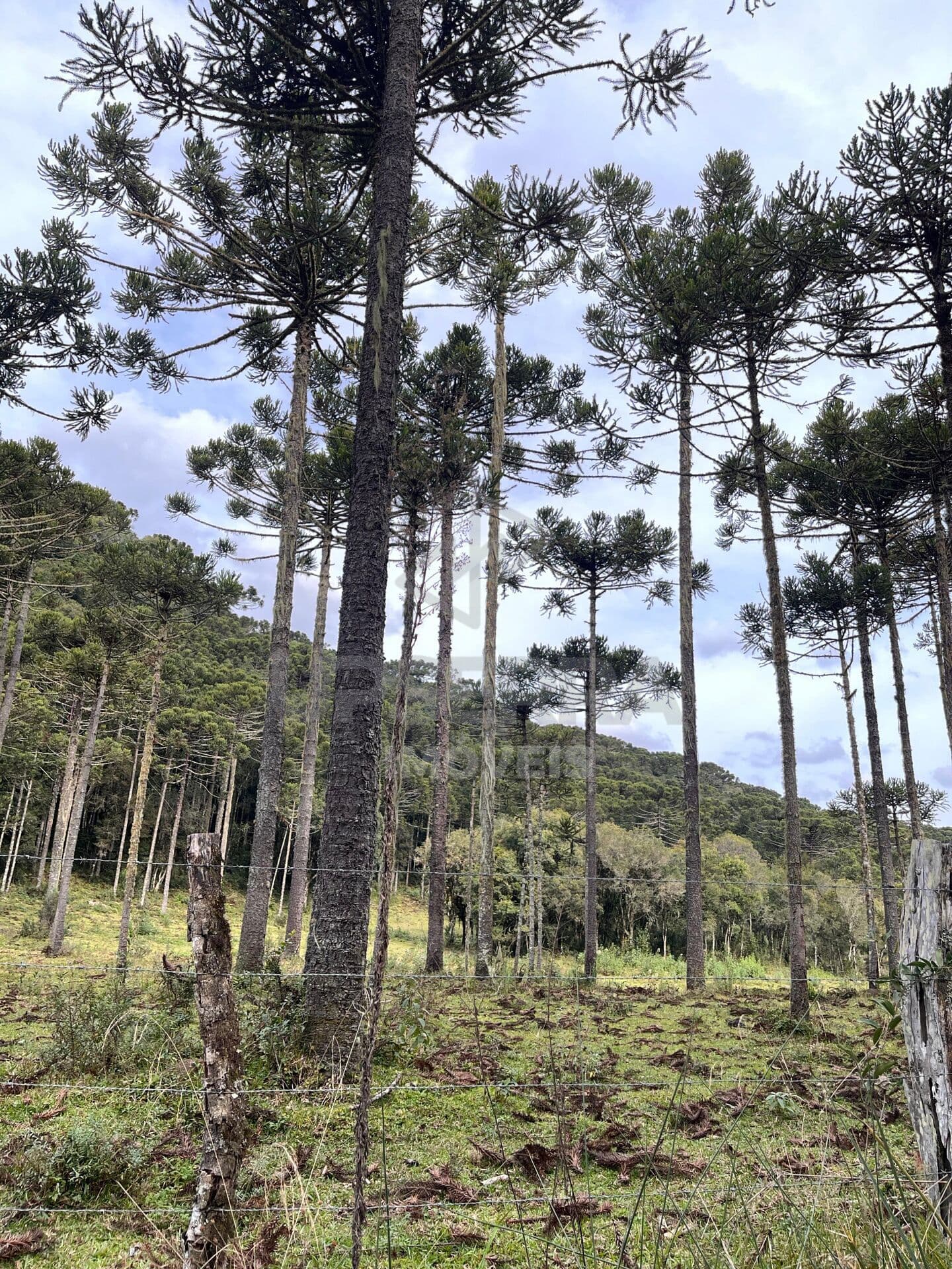 Chácara 15 hectares em Urubici