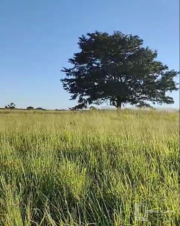 Fazenda à venda 88 alqueires Paulista - Carneirinho/MG
