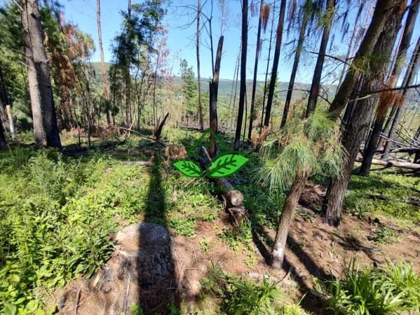 Vende: Sítio com 4.000 m², com vista maravilhosa, com casa simples localizado a 5 km do asfalto em Morungava, Gravataí/RS.