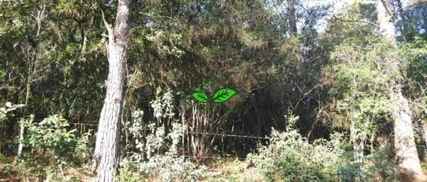 Área de terra para sítio com 11.000 m² com vista de cinema