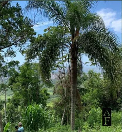 Lote/Terreno em Garopaba - Ambrósio